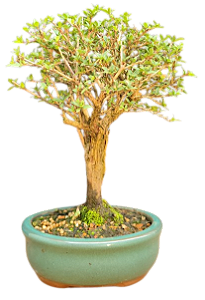 Bonsai Serissa Rosa / Foetida 2 anos