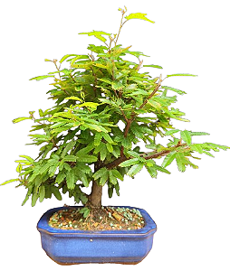 Caliandra Rosa 4 anos