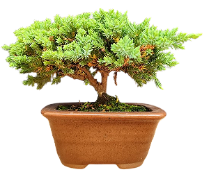 Bonsai Junípero Procumbens