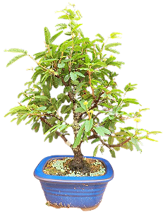 Bonsai Caliandra Branca 3 anos