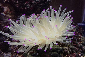 Anêmona Pink Tip Caribe