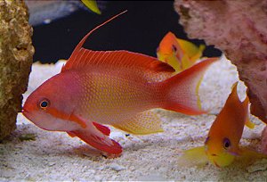 Anthia Squamipinis macho