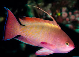 Anthia Squamipinis macho Indo