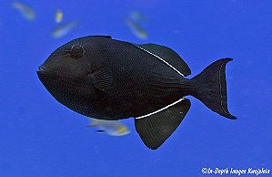 Black indian trigger