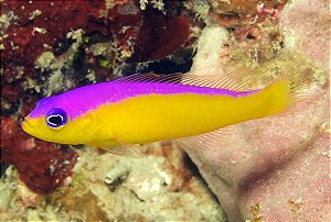 diadema dottyback