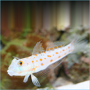 diamond goby