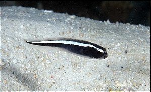 Engineer Goby