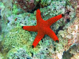 estrela red black tip