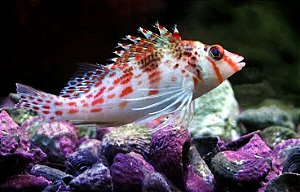 Falco Hawkfish