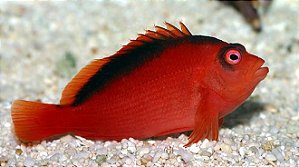 Flame Hawkfish