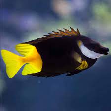foxface fiji
