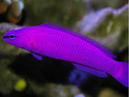 fridimani purple