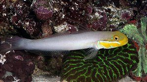 Gold Head Sleeper Goby