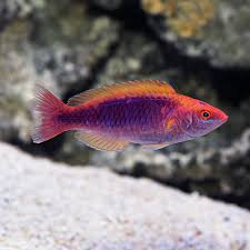Lubocks Rainbown Wrasse