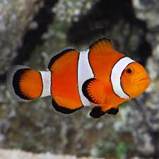 Ocealaris