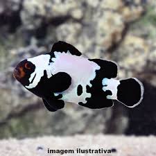 Ocealaris Black Snowflake