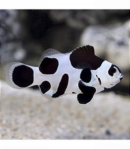 Ocealaris Black Storm