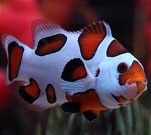 Ocealaris Orange Storm