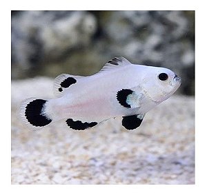 Ocealaris Snow Storm