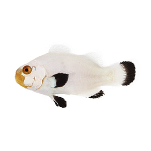 Ocealaris Wyoming White