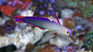 purple firefish