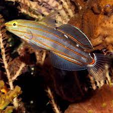 rainfords goby