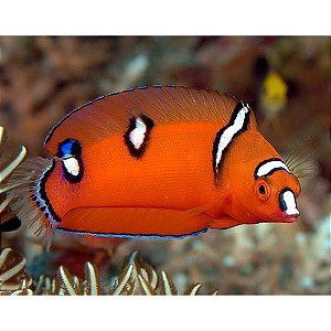 Red coris
