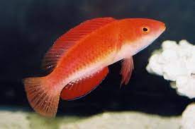 red fin wrasse