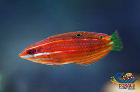 Redlined Rainbow Wrasse