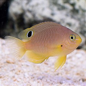 rose eye spot damsel