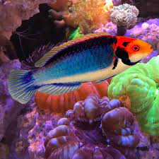 solorensis wrasse