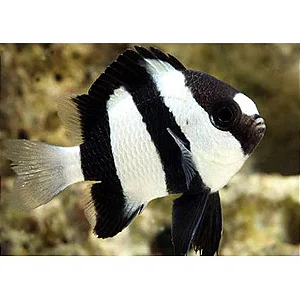 Three striped Dansel