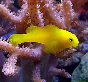 Yellow Clown Coral Goby