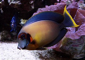 Mimic Tang Adulto