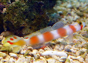Aurora Goby