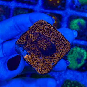Montipora Super Man Reverse (PREÇO DA MUDA)