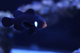 Ocealaris Dominó