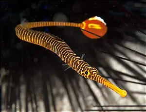 Banded Pipefish