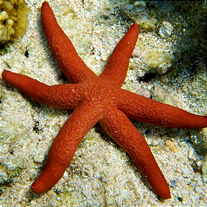 Estrela Luzon
