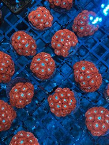 Blastomussa Merleti (MUDA)