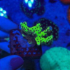 SlimeBall Anacropora (PREÇO DA MUDA)
