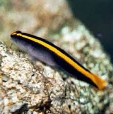 Neon goby (amarelo)