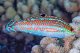 Chritmans Wrasse