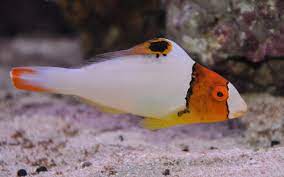 Bicolor Parrotfish
