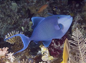 Odonus Trigger G