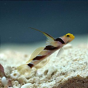 Yellow Nose Shrimp Goby