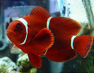 Maroon Selvagem P