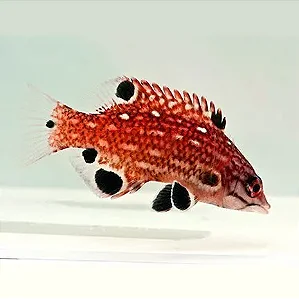 Diana's Hogfish