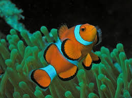 Ocealaris Selvagem