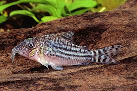 Corydora Haraldschultzi